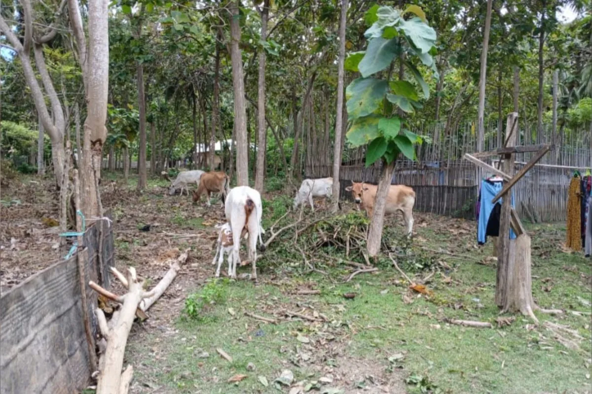 Ini sanksi bagi warga Donggala yang biarkan ternak berkeliaran